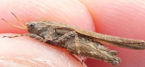 Réf. 292 313 : Tetrix subulata